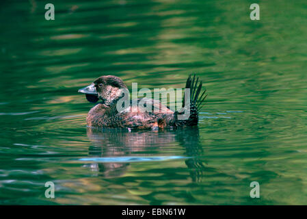 musk duck (Biziura lobata), male Stock Photo