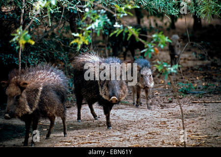 Chacoan Peccary Hi Res Stock Photography And Images Alamy