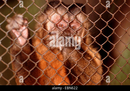 Black-Capped Capuchin, Brown-Capuchin Monkey (Cebus apella), behind a fence Stock Photo