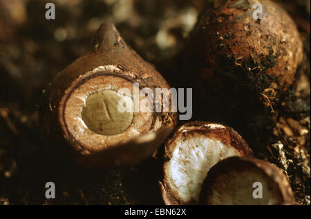 collared earthstar (Geastrum triplex), young fruiting body, cut, Germany Stock Photo