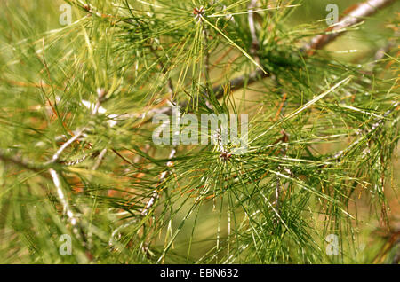 Turkish pine (Pinus brutia), branch Stock Photo