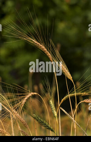 Cultivated Emmer,Poulard Wheat, Rivet Wheat (Triticum turgidum ssp. dicoccon, Triticum dicoccon), spikes Stock Photo