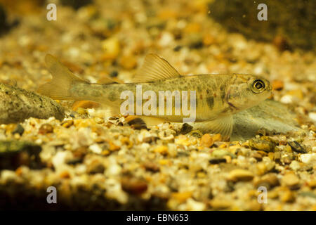 Atlantic salmon, ouananiche, lake Atlantic salmon, landlocked salmon, Sebago salmon (Salmo salar), juvenile Stock Photo