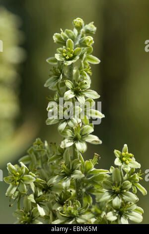 White Hellebore (Veratrum album subsp. lobelianum, Veratrum lobelianum), inflorescence, Switzerland Stock Photo