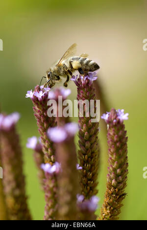 Tall vervain (Verbena bonariensis), with bee Stock Photo