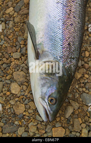 Atlantic salmon, ouananiche, lake Atlantic salmon, landlocked salmon, Sebago salmon (Salmo salar), smolt, portrait, Ireland, River Moy Stock Photo