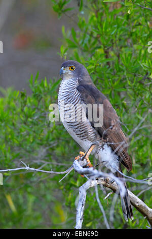 African goshawk (Accipiter tachiro), sitting in a tree, South Africa, Krueger National Park Stock Photo