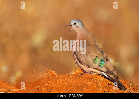 Emerald-spotted wood dove (Turtur chalcospilos), sitting on a mound of earth, South Africa, Mkuzi Game Reserve Stock Photo
