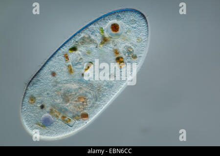 Frontonia (Frontonia), in differential interference contrast Stock Photo