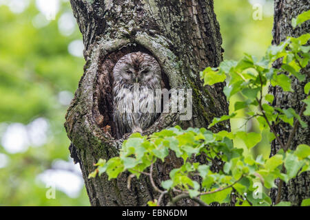 Eurasian tawny owl (Strix aluco), in tree hole in an old oak, Germany, Bavaria Stock Photo