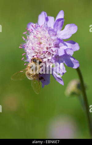 Fragrant Scabiosa (Scabiosa canescens), inflorescence with pollinator, Germany Stock Photo