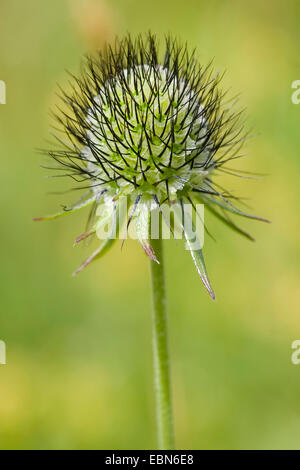 Small scabious, Lesser scabious (Scabiosa columbaria), withered, Germany Stock Photo
