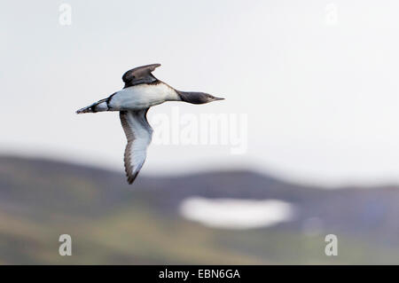 red-throated diver (Gavia stellata), young bird in flight, Norway, Troms Stock Photo
