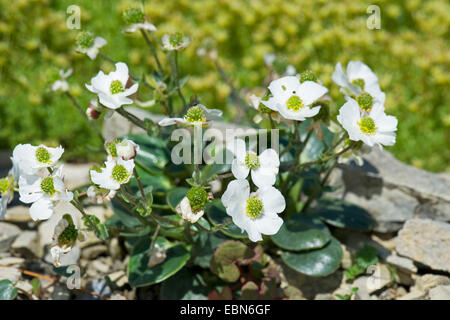 Parnassus-leaved Buttercup (Ranunculus parnassifolius), blooming, Switzerland, Schynige Platte Stock Photo