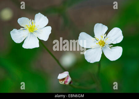 Large White Buttercup (Ranunculus platanifolius), flowers, Switzerland Stock Photo