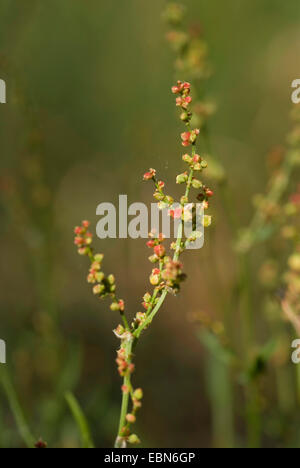 Sheep's Sorrel, Red Sorrel, Sour Weed, Field Sorrel (Rumex acetosella), inflorescence, Germany Stock Photo