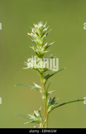 Prickly Russian thistle, Russian thistle, Soft roly poly, Prickly saltwort, Saltwort (Salsola kali subsp. tragus, Salsola tragus, Kali tragus, Salsola kali ssp. ruthenica, Salsola ruthenica), inflorescence, Germany Stock Photo