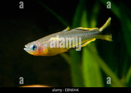 Forked-tail rainbowfish (Pseudomugil furcatus, Popondichthys furcatus), breed yellow Stock Photo