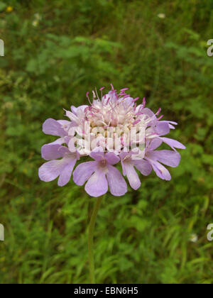 Small scabious, Lesser scabious (Scabiosa columbaria), inflorescence, Germany Stock Photo