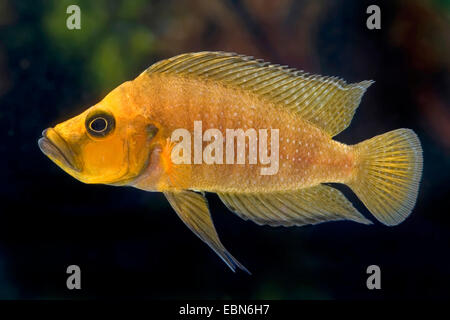 Bluelip-Lamprologus (Altolamprologus compressiceps), breed gold Stock Photo