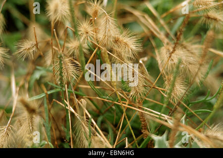 sea barley, wall barley (Hordeum marinum), inflorescences Stock Photo