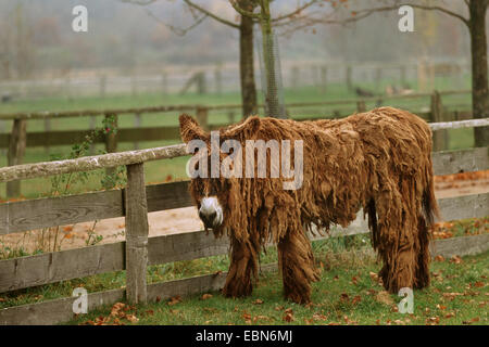 Poitou donkey (Equus asinus asinus), standing at wooden fence Stock Photo