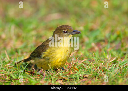 Yellow-bellied greenbul (Chlorocichla flaviventris), sitting on the ground, South Africa, St. Lucia Wetland Park Stock Photo