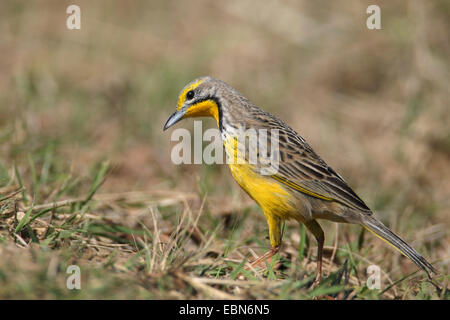 Yellow-throated longclaw (Macronyx croceus), sitting on the ground, South Africa, St. Lucia Wetland Park Stock Photo