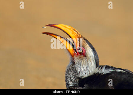 southern yellow-billed hornbill (Tockus leucomelas), eating an insect, portrait of the head, South Africa, Hluhluwe-Umfolozi National Park Stock Photo