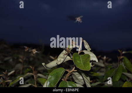 Summer chafer (Amphimallon solstitiale, Rhizotragus solstitialis), swarm summer chafers in the twilight, France, Brittany, Erquy Stock Photo