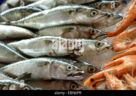 Atlantic mackerel, common mackerel (Scomber scombrus), mackerels on ice at the weekly market, France, Brittany Stock Photo