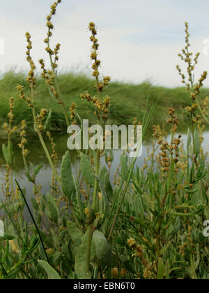 Sea purslane (Atriplex portulacoides, Halimione portulacoides), blooming in a salt marsh, Germany, Baltrum, Lower Saxony Wadden Sea National Park Stock Photo