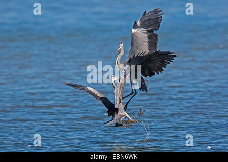 grey heron (Ardea cinerea), two herons fighting in flight, Germany, Bavaria, Lake Chiemsee Stock Photo