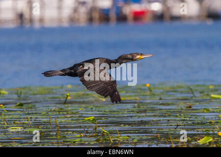 great cormorant (Phalacrocorax carbo), flying over pond-lilies, Germany, Bavaria, Lake Chiemsee Stock Photo