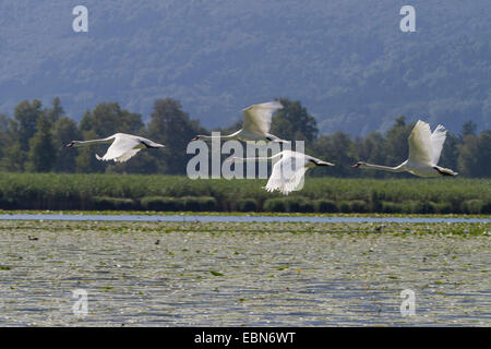 mute swan (Cygnus olor), four flying over pond-lilies, Germany, Bavaria, Lake Chiemsee Stock Photo