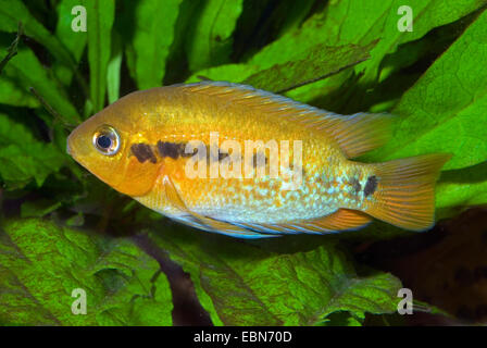 Rainbow cichlid (Herotilapia multispinosa), swimming Stock Photo