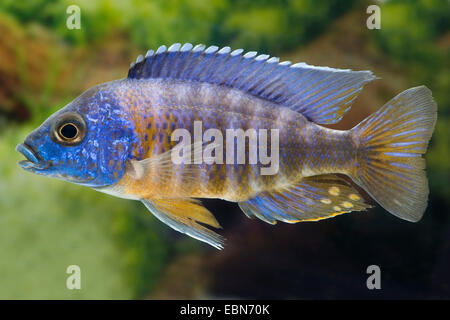 Red-shoulder Malawi peacock cichlid, Aulonocara Fort Maguire (Aulonocara hansbaenschi), breed Chiloelo Stock Photo