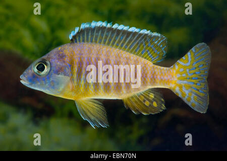 Blue-Gold Aulonocara, Yellow King Aulonocara (Aulonocara korneliae), swimming Stock Photo