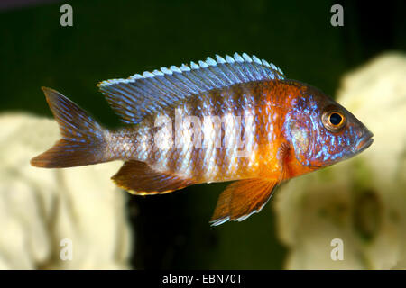 Red-shoulder Malawi peacock cichlid, Aulonocara Fort Maguire (Aulonocara hansbaenschi), swimming Stock Photo