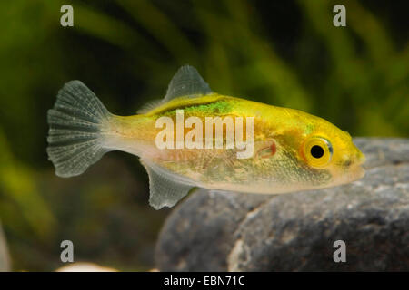 Greenbottle Pufferfish (Auriglobus nefastus), swimming Stock Photo