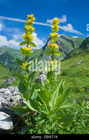 yellow gentian (Gentiana lutea), blooming, Germany, Bavaria, Allgaeu, Oytal Stock Photo