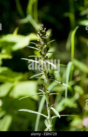 Heath cudweed, Woodland cudweed (Gnaphalium sylvaticum), blooming, Switzerland, Grimseltal Stock Photo