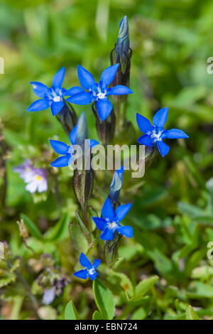 Alpine gentian (Gentiana nivalis), blooming, Germany, Nebelhorn Stock Photo