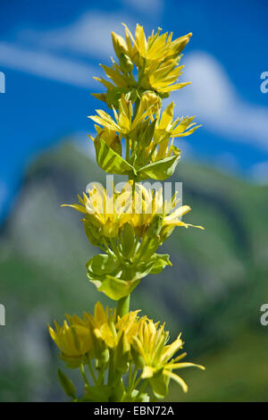 yellow gentian (Gentiana lutea), inflorescence, Germany, Bavaria, Allgaeu, Oytal Stock Photo