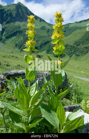 yellow gentian (Gentiana lutea), blooming, Germany, Bavaria, Allgaeu, Oytal Stock Photo