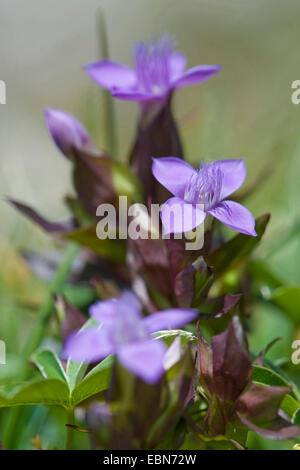 Field gentian (Gentianella campestris), blooming, Germany Stock Photo