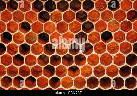 honey bee, hive bee (Apis mellifera mellifera), honeycombs, pollen cells, Germany Stock Photo