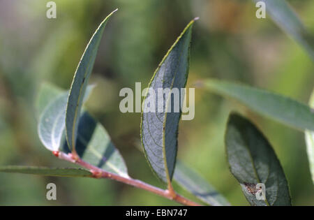 White willow (Salix alba), twig with leaves, Germany Stock Photo
