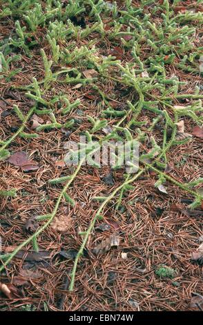 elk-moss, running clubmoss, running ground-pine, stags-horn clubmoss, common club moss (Lycopodium clavatum), creeping, Germany, Rhineland-Palatinate, Oberpfalz Stock Photo