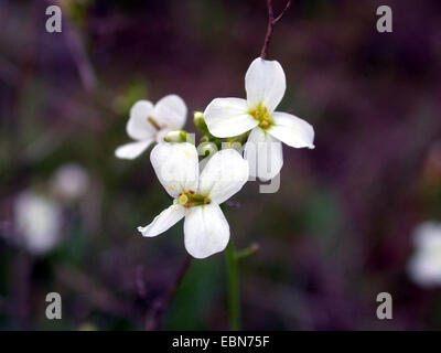 Sand Rock-cress (Cardaminopsis arenosa, Arabidopsis arenosa), flower, Germany Stock Photo